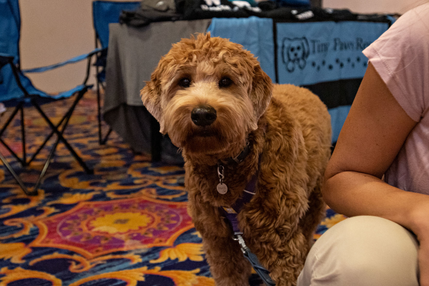 080419_nws_woofstock